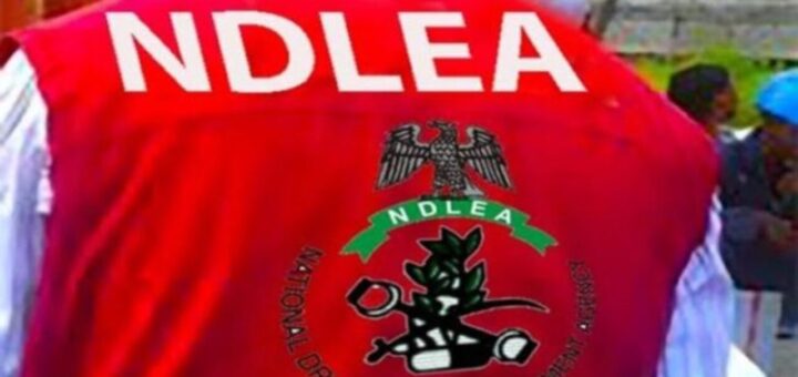 NDLEA seizes 537kg drugs, arrests 46 in Yobe