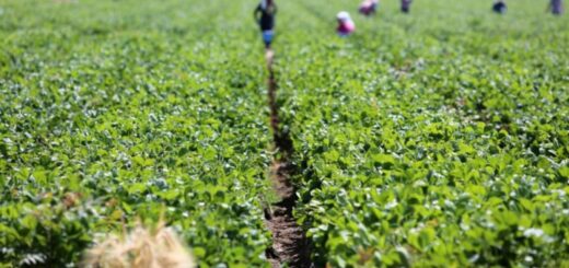 Riveria commits to driving agric innovation