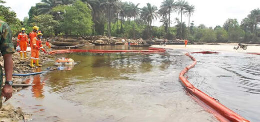 HYPREP report shows significant progress in Ogoni mangrove, shoreline cleanup