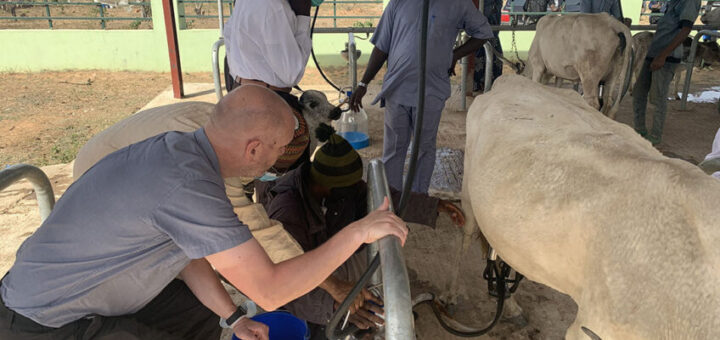 Lean yield frustrates dairy industry’s desire to meet high local demand