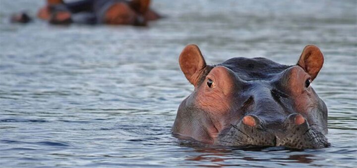 Flood: Displaced hippos kill one, attack communities in Adamawa