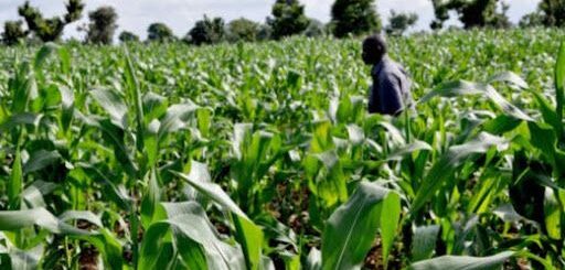 Ebonyi LG chairman considers resigning as warlords behead man on his farm
