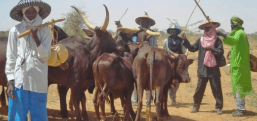 ‘Enough is enough’ – Fulani community cries out over alleged attack in Plateau community