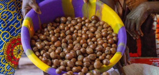 Shea nut export ban deepens market disruptions, price collapse