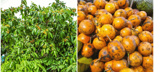 Udara Tree: The Sacred Tree You Dare Not Pluck From or Cut Down