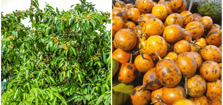 Udara Tree: The Sacred Tree You Dare Not Pluck From or Cut Down